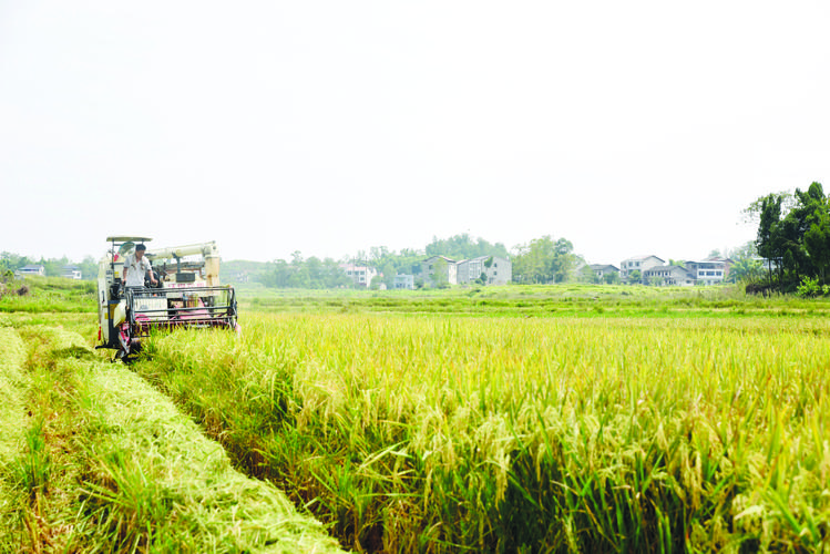 1689148938838883.jpeg 農業.jpeg