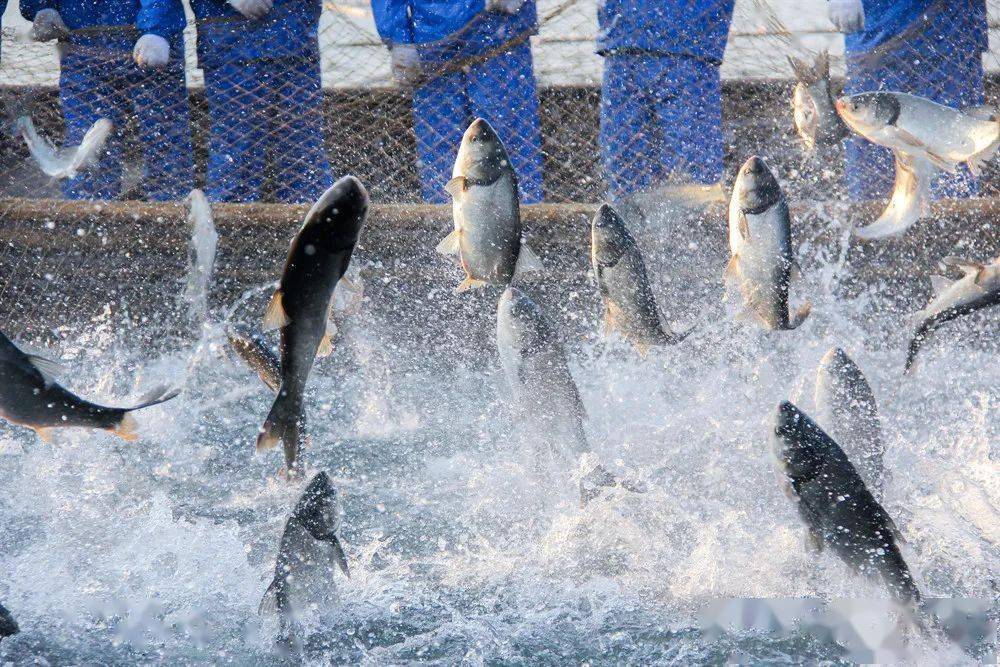 1690167517986800.jpeg 水產(chǎn)養(yǎng)殖 (1).jpeg