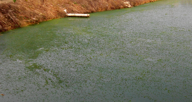 1710469855798587.png 水體富營養(yǎng)化.png