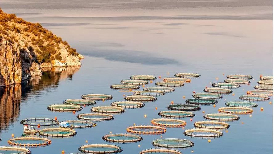 1717136874898876.jpeg 水產養殖 (1).jpeg