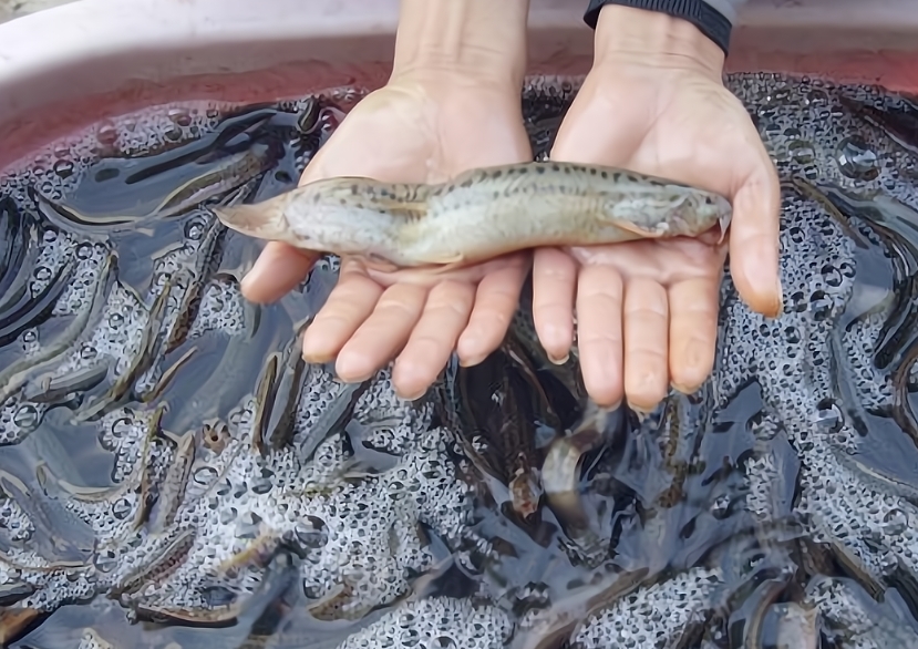 1734677495949155.jpg 1734677495949155.jpg